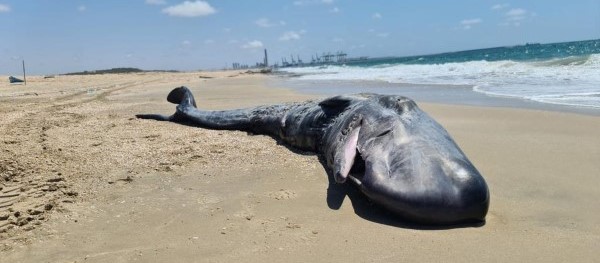גופת גורת הלווייתן בחוף פלמחים | צילום: ד"ר אביעד שינין, עמותת דלפיס